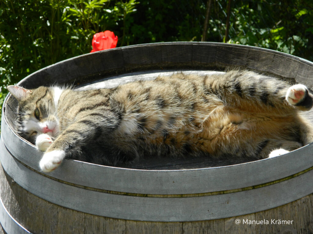 Weinfass mit Katze
