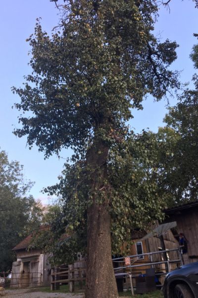 Birnbaum in freundlich