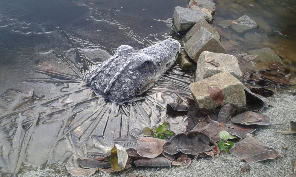 (Kunststoff-) Krokodil im Gartenteich