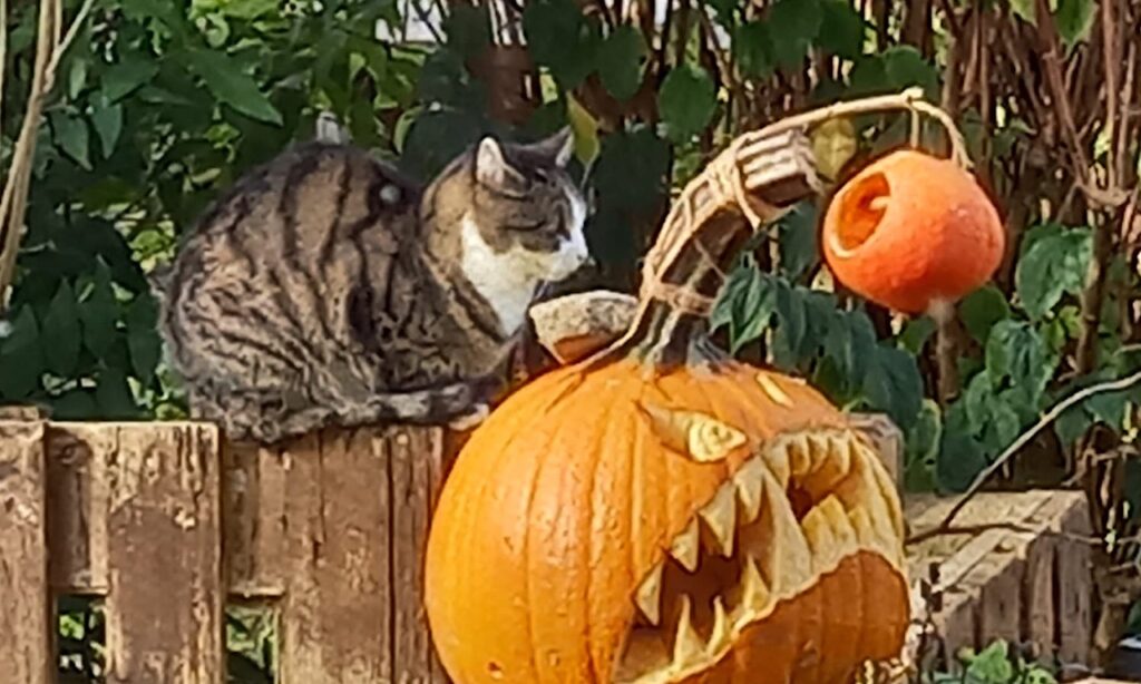 Monatsrückblick Oktober 2022 - Unsere Katze und der Laternenfisch-Kürbis