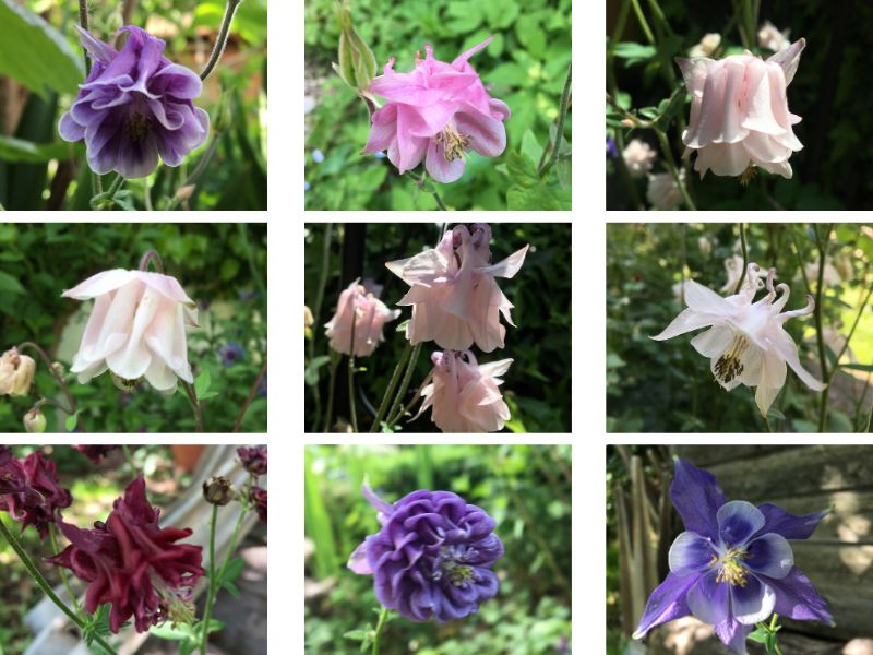 9 Akeleien und jede ist anders in unserem Garten.