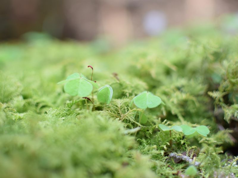 Klee im Grünen Mäntelchen