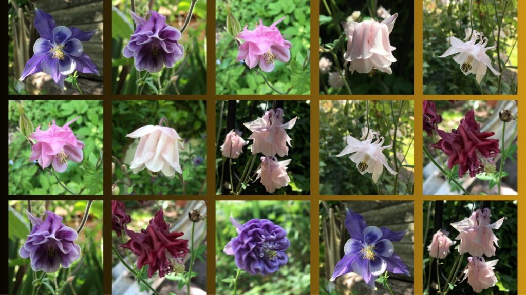 Viele Akeleien machen den Mai!