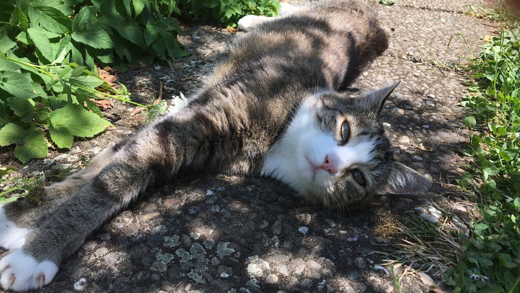 Katze chillt, Manu arbeitet.