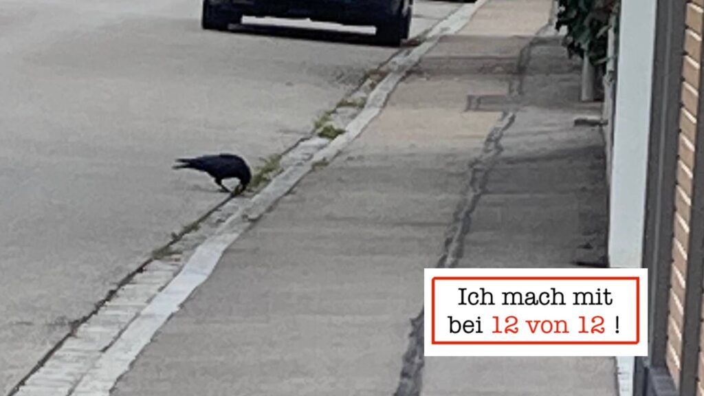 Schlaue Krähe!