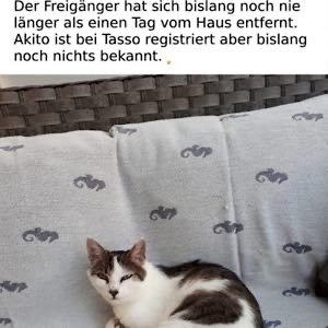 Kater vermisst