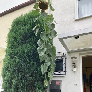 Sonnenblume