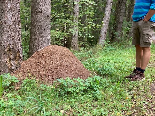 Die Ameisen sind fleißig im Schwarzwald