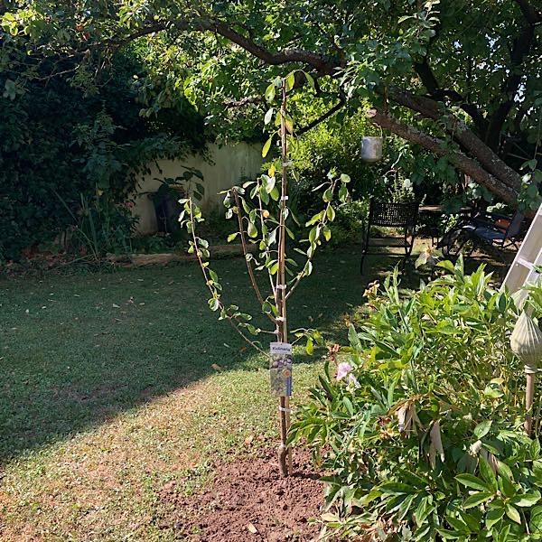 12-von-12-neuer-baum Frisch gepflanzter Obstbaum im Rasen.
