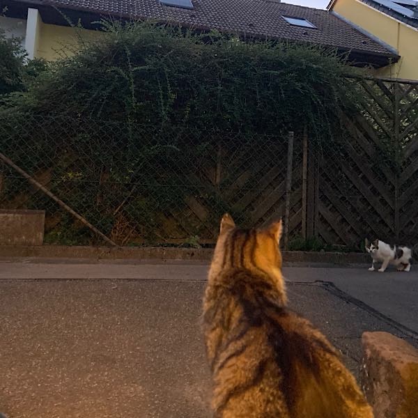 12-von-12-katzen Katze schaut auf andere Katze.