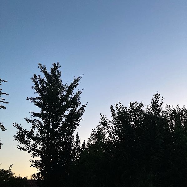 12-von-12-abendhimmel Baum-Silhouetten im Gegendlicht vor dem Abendhimmel