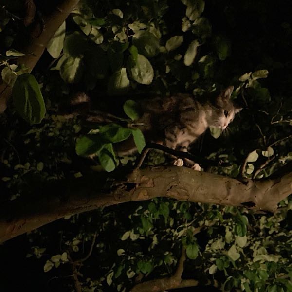 12-von-12-katze-baum Katze spielt Tiger im Dschungel